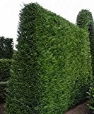 25 Stück Thuja Lebensbaum 60 bis 80 cm