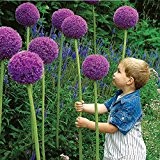 25 StŸck Lauch Giganteum Seeds lila Pflanze DIY Hausgarten