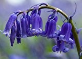 25 x Bluebell Bulbs Ready to Plant (Free Postage UK)