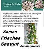 25 x Hoya Carnosa Samen Blumensamen Hingucker Pflanze Rarität Zimmerpflanze Frisches Saatgut Pflanzen Rarität Neuheit #34