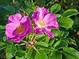 25 x Kartoffel-Rose (Rosa rugosa) 50 - 80 cm