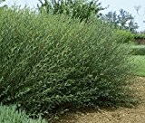 25 x Purpurweide (Salix purpurea) 50 - 80 cm
