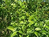 25 x Salweide (Salix caprea) 50 - 80 cm