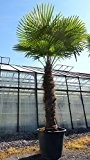 250 - 300 cm Trachycarpus fortunei Hanfpalme, winterharte Palme bis -18°C