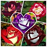 250 Abracadabra Rose Samen, 5 verschiedene Farben Rare Osiria Rose, beliebte Sorte ideal DIY Bonsai Blume