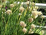 250 frische Samen Schnittlauch (Allium schoenoprasum) -by Samenchilishop-