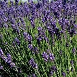 250 Samen Echter Lavendel Duftpflanze - kann 20 bis 30 Jahre alt werden
