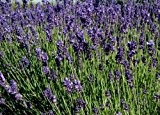 250 Samen vom Echten Lavendel -Lavandula angustifolia- -Vertreibt Mücken-
