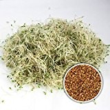 250g BIO-Keimsprossen Alfalfa Samen Keimling Sprossen Mikrogrün Microgreens Sprossenanzucht