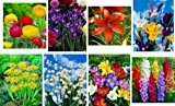 256er Blzw-Sortiment, bestehend aus 80 Allium Moly, 10 Convallaria, 30 Freesien,30 Gladiolen-Mix, 40 Iris-blau, 40 Iris-Mix,6 Lilien rot, 20 Ranunkeln