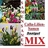 25x Calla Lilien Blumen Mix Samen Saatgut Pflanze Garten Rarität Sehr Selten Neuheit #113
