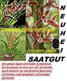 25x Cymbidium Floribundum Orchideen Samen Blume Pflanze Rarität Kahnorchideen #31