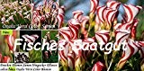 25x Drachen Blumen Samen Hingucker Saatgut Pflanze selten Oxalis Versi Color Garten #5