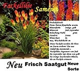25x Fackellilie Hingucker Blume Samen Blumensamen Saatgut Riesen Pflanze Lilie Rarität Garten Neue Sorte selten in Deutschland #52