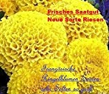 25x Französische Ringelblumen Riesen gelb Blumen Samen Blumensamen Pflanze selten Saatgut Garten Neuheit A1 #44