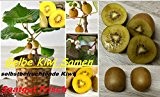 25x Gelbe Kiwi Selbst befruchtend Samen Saatgut Garten Obst Pflanze Rarität Neuheit #108