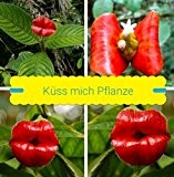 25x Küss mich Pflanze Samen Hingucker Pflanze Rarität Lippen Neu Psychotria elata #225