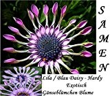 25x Lila Blau Daisy hardy exotisch Samen Hingucker Garten Pflanze Neuheit Saatgut Blume Neuheit #99