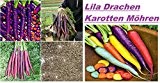 25x Lila Drachen Karotten Samen Hingucker Pflanze Seltene Gemüse essbar Garten Neuheit Saatgut gesund Neuheit #97