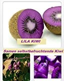 25x Lila Kiwi Selbstbefruchtend Samen Hingucker Pflanze Rarität Obst #141