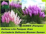 25x Lila Pampas Gras Garten Pflanze Blumen Cortaderia Selloana Blumen Samen #210