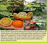 25x Orange Naranjilla Lulo seltene Frucht Samen Saatgut Garten Pflanze Rarität essbar Obst #126