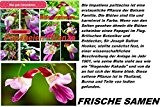 25x Papagei Pflanze Samen Hingucker Blume Blumensamen Impatiens psittacina Saatgut Frisch Neuheit #38