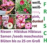 25x Riesen Blüten Hibiskus Hibiscus moscheutos werden bis zu 27cm groß Hand Garten Samen Blumen Saatgut Neuheit #282