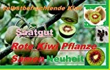 25x Rote Kiwi Selbst befruchtend Samen Pflanze Saatgut Rarität Obst essbar sehr selten Neuheit #139