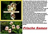 25x Seltene Zealand Baby Orchidee Samen Saatgut Pflanze Rarität Anguloa uniflora Neuheit #85