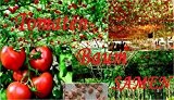 25x Tomatenbaum Samen Tomaten Baum Pflanze Rarität Saatgut Tomate essbar lecker Saatgut Garten Gemüse Neuheit #98
