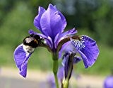 2er-Set - Iris laevigata - asiatische Sumpfschwertlilie - Sumpfiris, blau - Wasserpflanzen Wolff