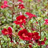 2er-Set - Mimulus cupreus 'Roter Kaiser' - Gauklerblume, rot - Wasserpflanzen Wolff