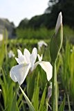 2er-Set - winterhart! - Iris Sibirica-Hybr., weiß - sibirische Wieseniris - Wasserpflanzen Wolff