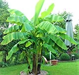 2x Pflanzen Frostharte Riesen Banane reich fruchtend und schnellwachsend auf bis zu 4 Meter Höhe