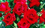 3,5L Topfgröße Hybrid Tea Rose EVA Harkness Garten Bush Rose duftende - Rot