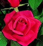 3,5L Topfgröße Hybrid Tea Rose Fragrant Cloud Garden Bush Rose duftende - Rot