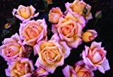 3,5L Topfgröße Hybrid Tea Rose Peace Garden Bush Rose duftende - Apricot