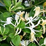 3 Geissblatt Caprifolium (Lonicera) Kletterpflanzen: 3 kaufen/2 bezahlen / Weiß & Winterhart - ClematisOnline Kletterpflanzen & Blumen