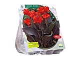 3 Knollen Canna rot-dunkelrotes Blatt / Blumenrohr / Blumenzwiebel