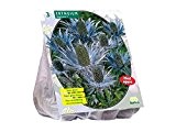 3 Knollen Eryngium Alpinum / Alpen-Mannstreu / Blaue Distel / Anhakn / / Blumenzwiebel