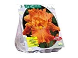 3 Knollen Iris Germanica orange/ Deutsche Schwertlilie / Blumenzwiebel