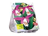 3 Knollen Pleione Formosana / Taiwanorchidee / Blumenzwiebel