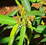 3 Packs Of Dance Weed Grassamen / 1 Packung 20 Samen Desmodium gyrans Codariocalyx Motorius Foliage Garden Seed F003