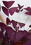 3 Packungen 6 von Red Oxalis Woodsorrel Triangularis Blumensamen A058