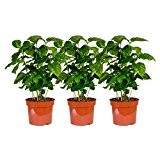 3 Pflanzen Coffea arabica im Angebot, circa 30 cm +/- Kaffeepflanze, Kaffee selbst anbauen, für Kaffeetrinker und Kaffeeliebhaber, pflegeleicht - ...