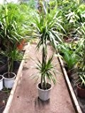 3 Pflanzen Dracaena marginata 120cm +/- Drachenbaum