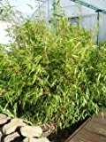 3 Pflanzen Fargesia Rufa 30-40 cm Bambus