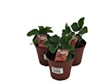 3 Pflanzen Senga Sengana, Erdbeere, Erdbeerpflanze im 9cm Topf