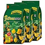 3 Sack Zitruserde Bodengold á 15 L = 45 Liter Spezialerde für Zitrusfrüchte